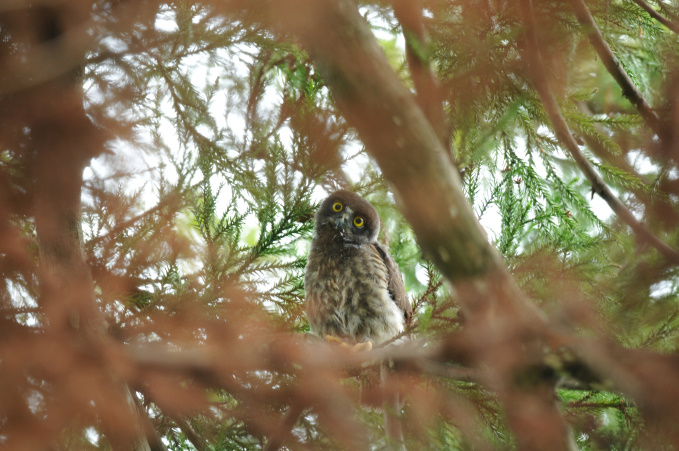 早く梅雨明けしないかな。