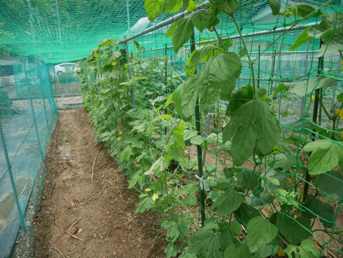 土いじりしませんか②