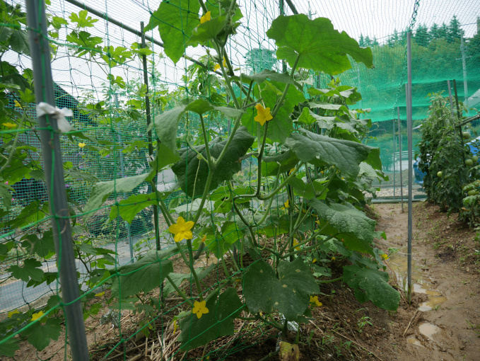 土いじりしませんか②