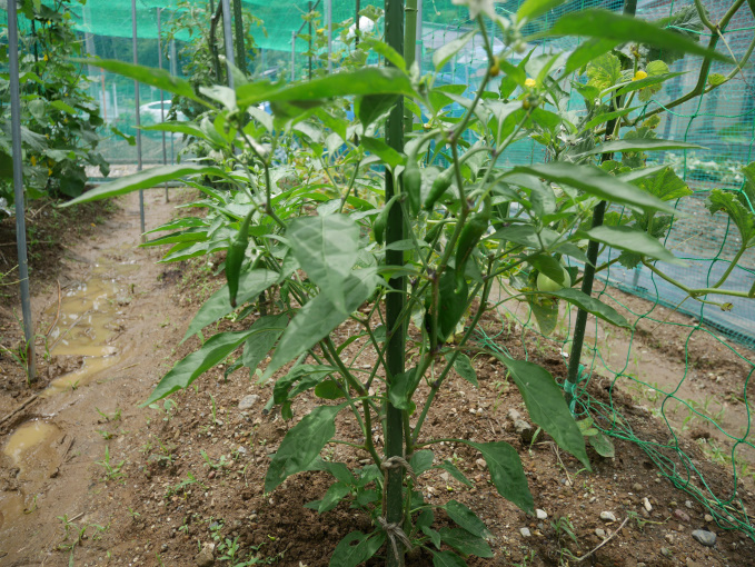 土いじりしませんか②