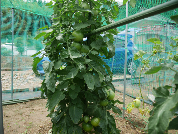 土いじりしませんか②