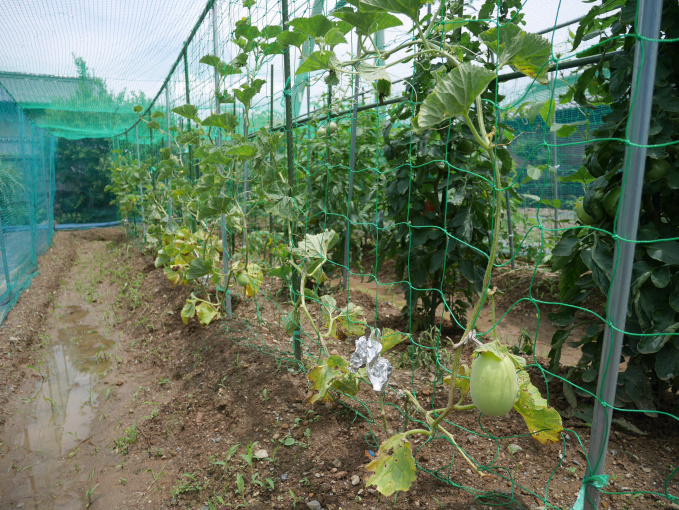 土いじりしませんか②