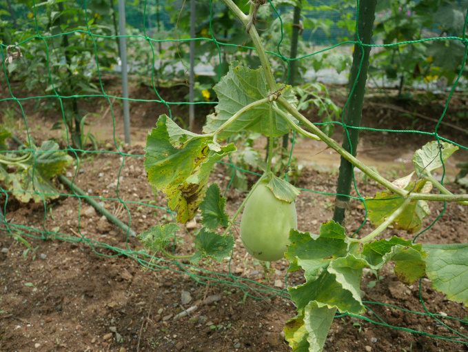 土いじりしませんか②