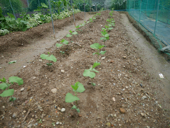 土いじりしませんか③