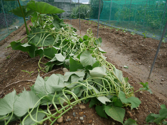 土いじりしませんか③