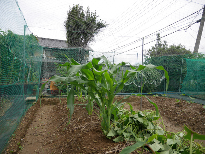 土いじりしませんか③