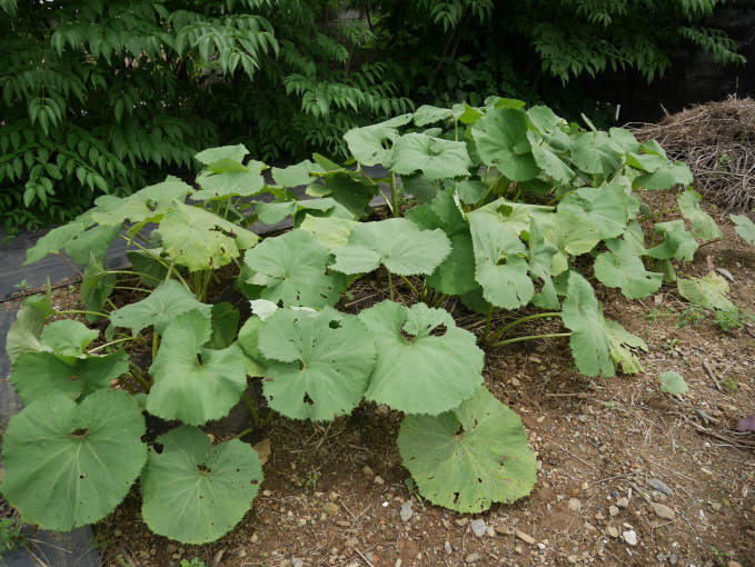 土いじりしませんか⑥