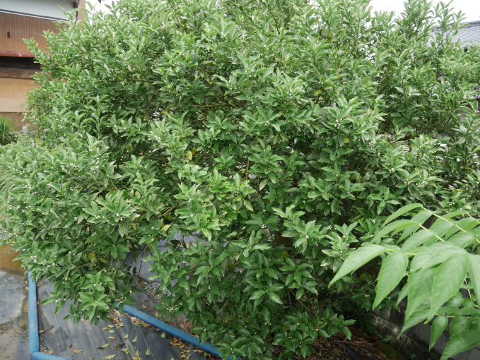 土いじりしませんか⑦