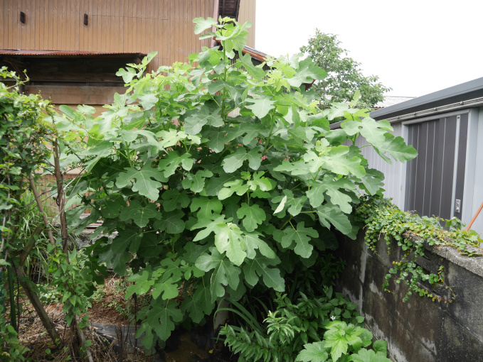 土いじりしませんか⑦