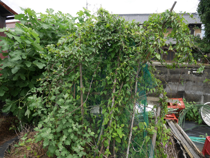 土いじりしませんか⑥