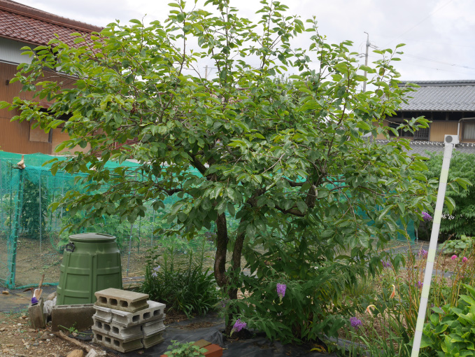 土いじりしませんか⑦