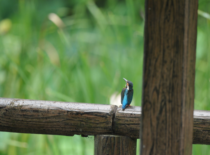 久し振りのカワセミ