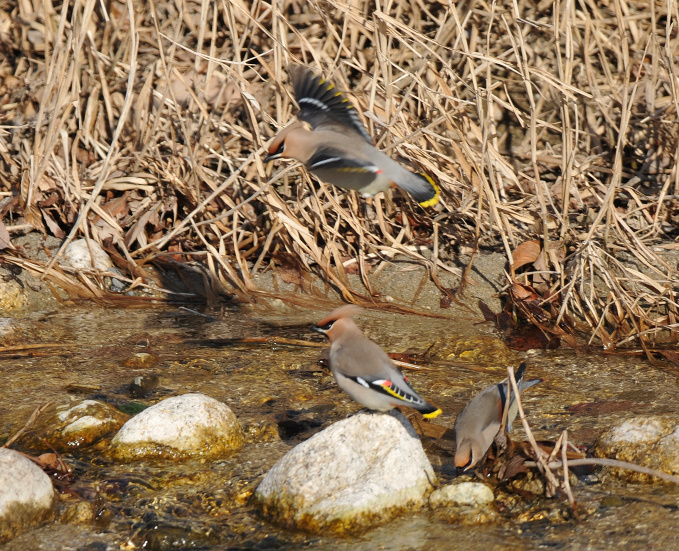キレンジャク在庫から