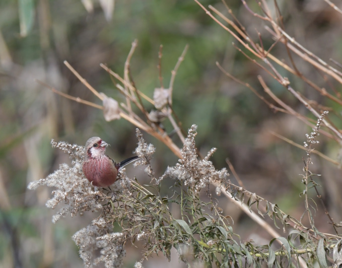 今日の鳥見ベニマシコ