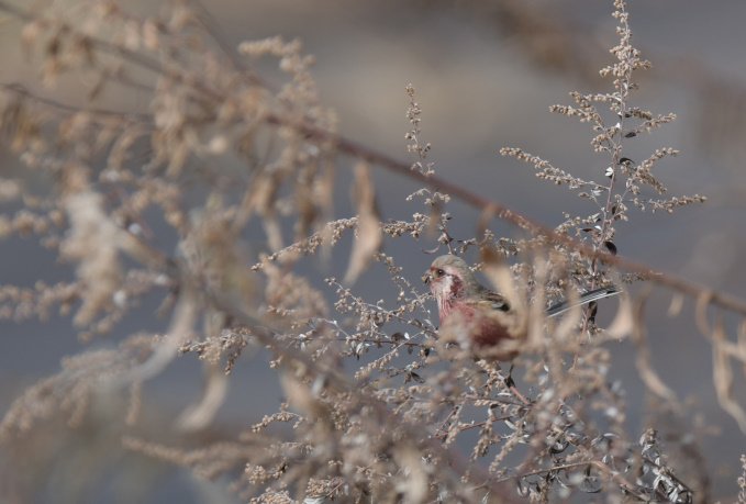 今日の鳥見ベニマシコ