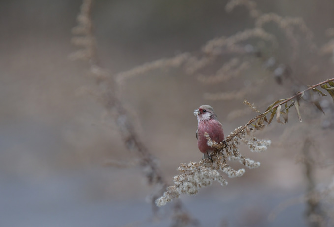 今日の鳥見ベニマシコ
