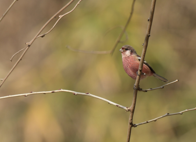 今日の鳥見ベニマシコ