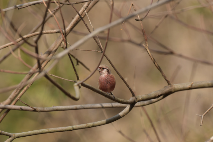 今日の鳥見ベニマシコ