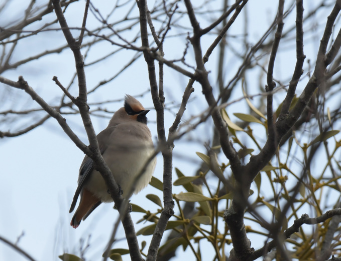 今日の鳥見ヒレンジャク
