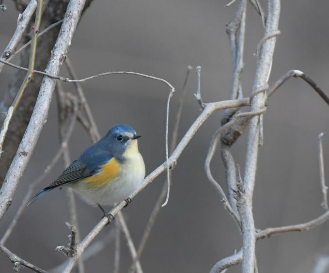 鳥運に見放された一日