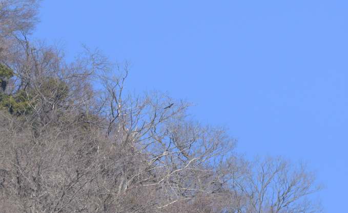 鳥運に見放された一日