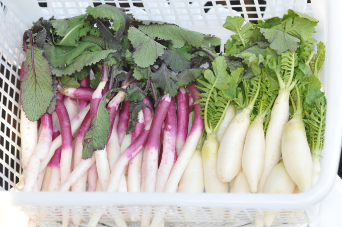 ちょこっとだけの鳥見