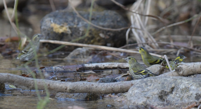鳥運に見放された一日