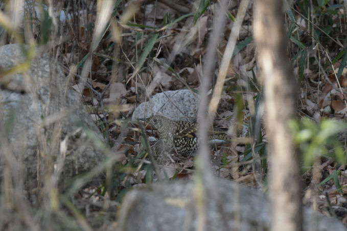 鳥運に見放された一日