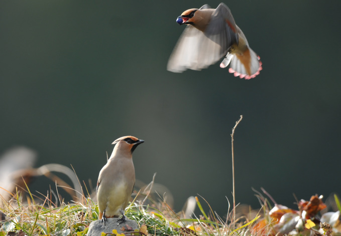 ヒレンジャク在庫から