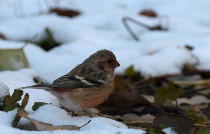 今日の鳥見　ＡＭ