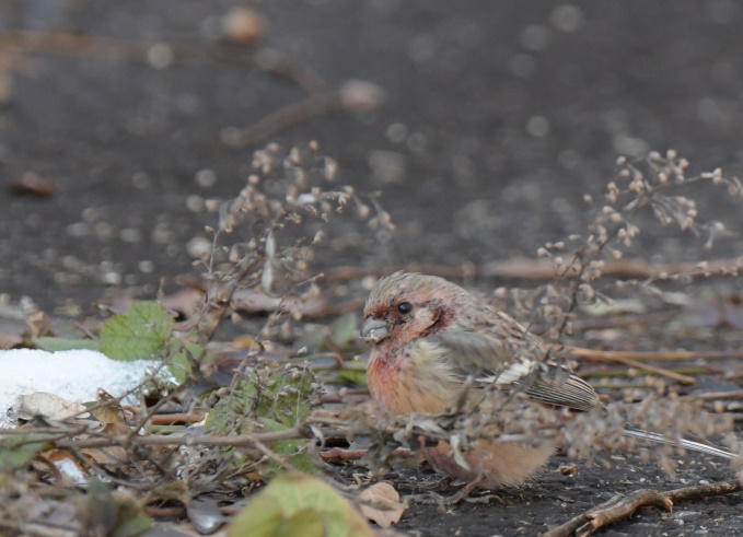 今日の鳥見　ＡＭ