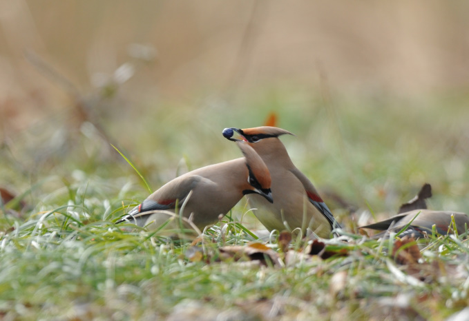 ヒレンジャク在庫から