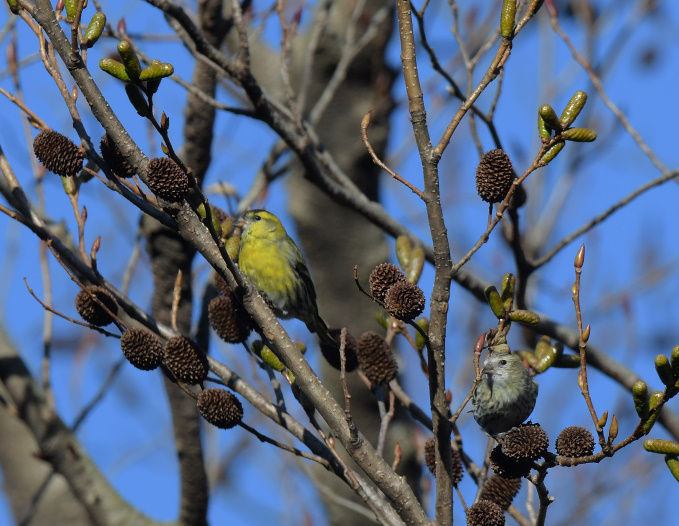 本日の鳥見ＰＭ