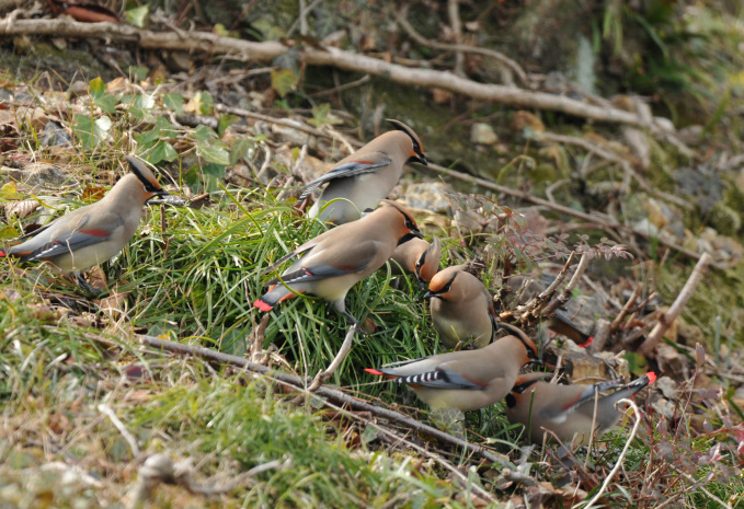 ヒレンジャク在庫から