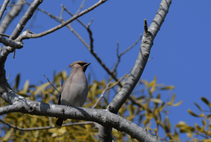 ちょこっとだけの鳥見