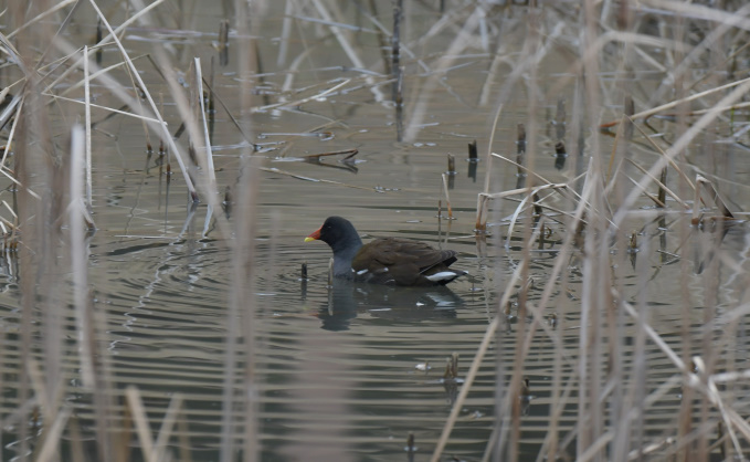 時間つぶしの鳥見