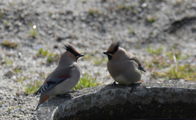 鳥見再開　レンジャク
