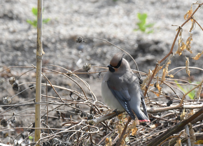 鳥見再開　レンジャク