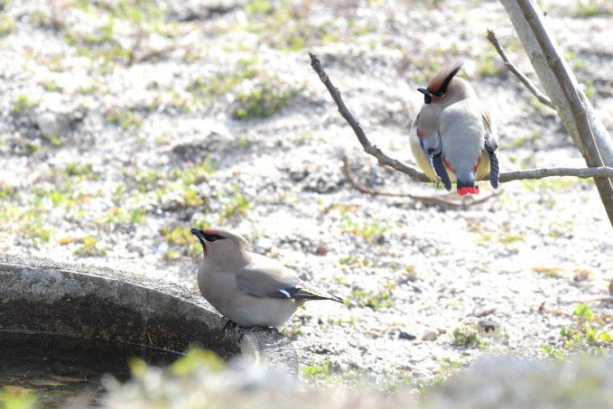鳥見再開　レンジャク