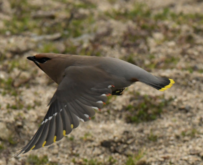 鳥見再開　レンジャク