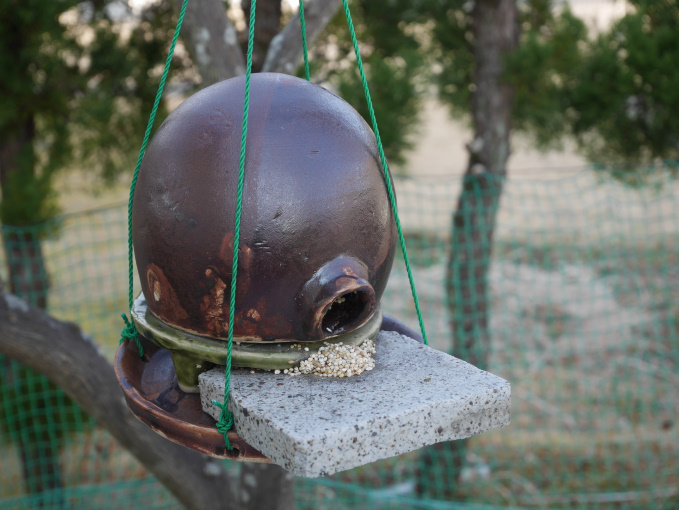 今日もやや巣ごもり②