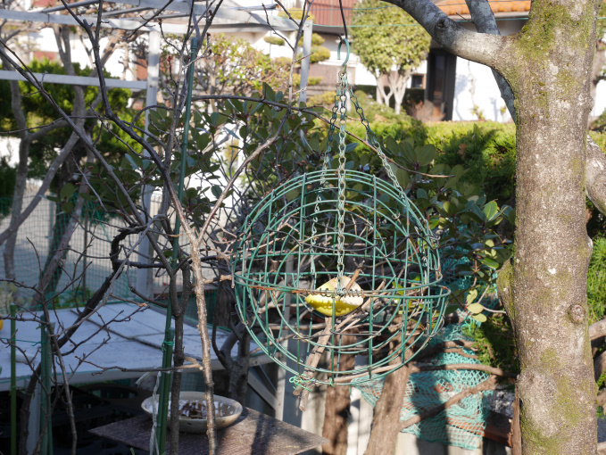 今日もやや巣ごもり②