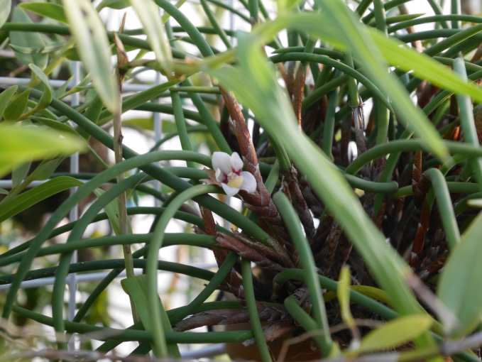 巣ごもり　温室