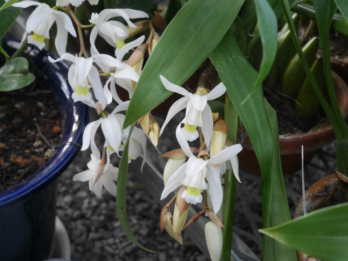 巣ごもり　温室