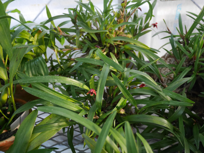 巣ごもり　温室