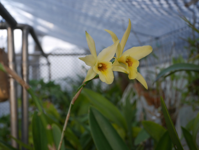 巣ごもり　温室