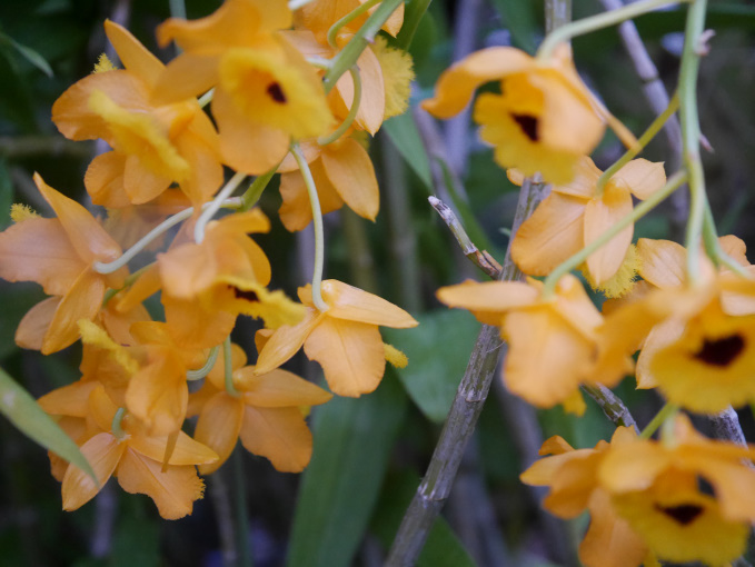 巣ごもり　温室