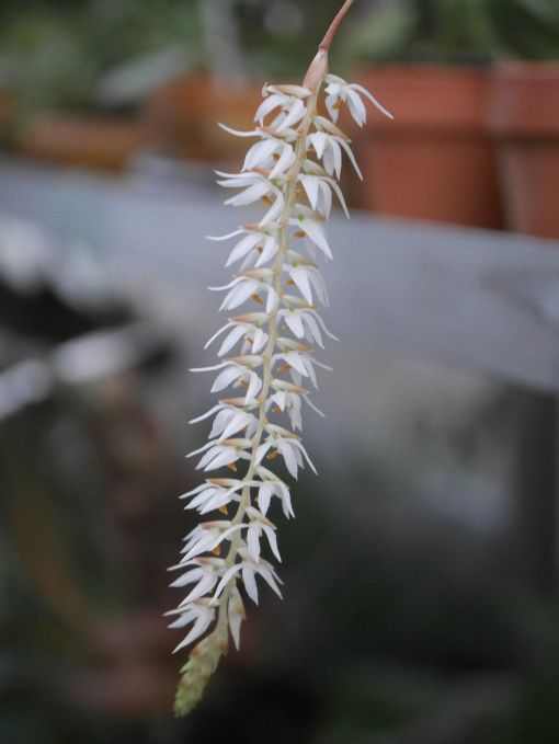 巣ごもり　温室