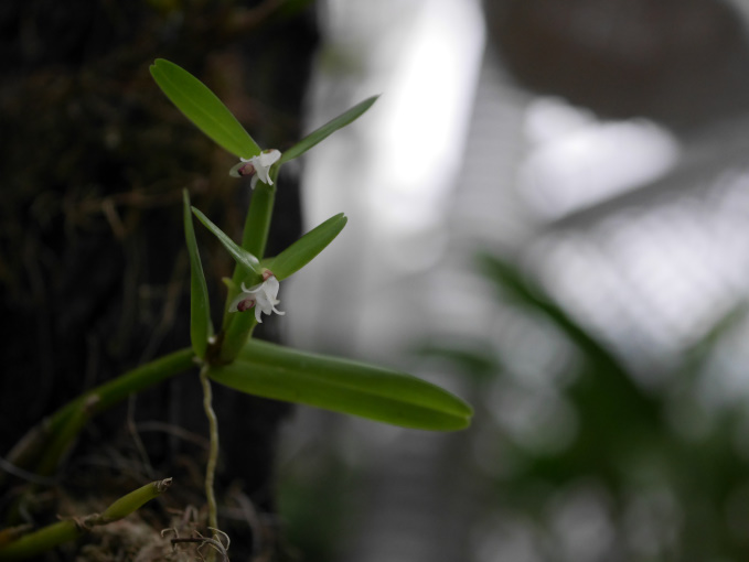 巣ごもり　温室