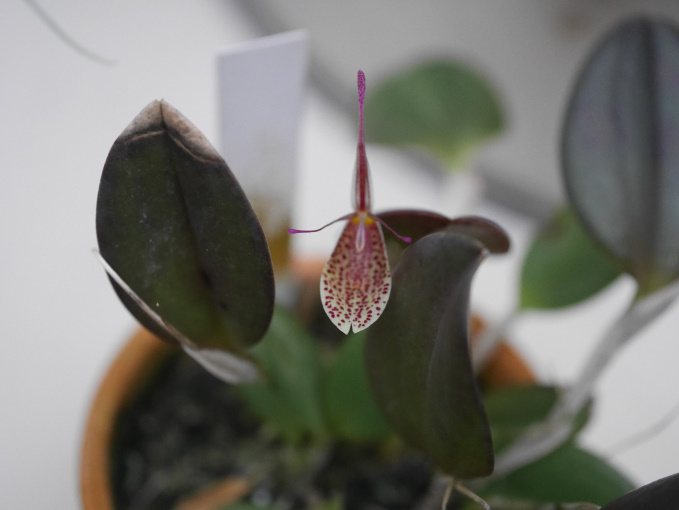 巣ごもり　温室